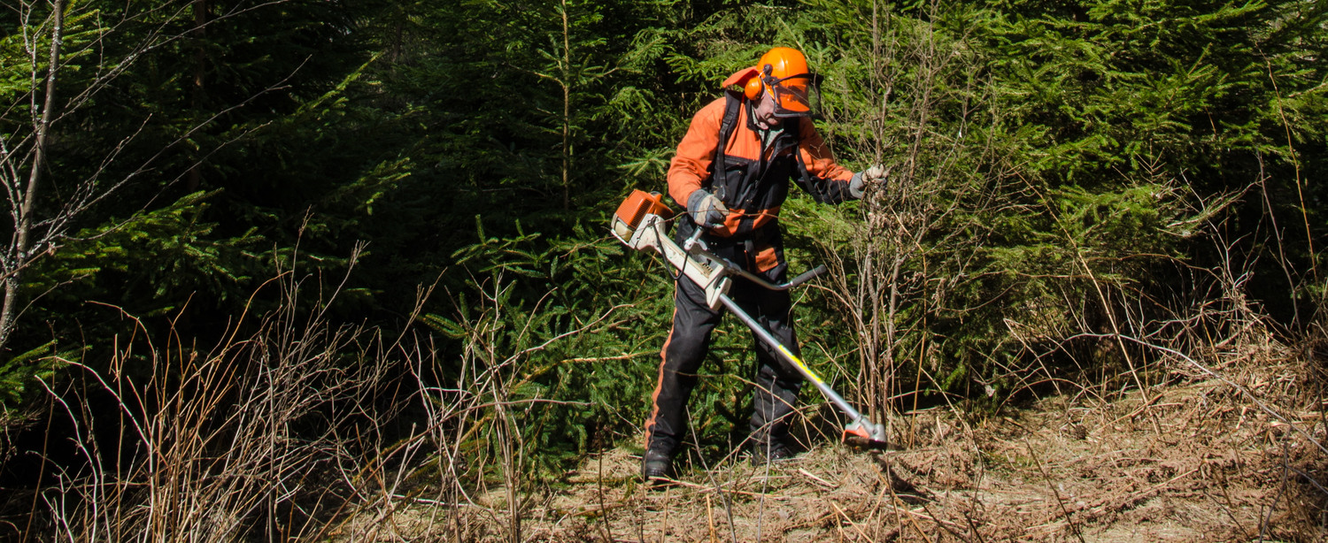 Maintenance of wild fir forest using a brush cutter